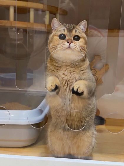 แมวบริติช รูปที่ 3