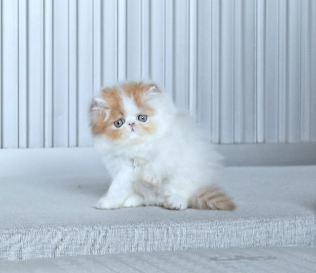 ได้บ้านแล้ว รูปที่ 4