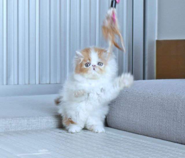 ได้บ้านแล้ว รูปที่ 5