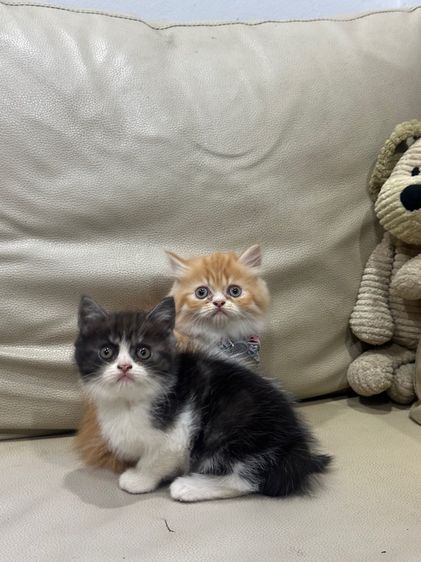 แมวสก๊อตติสแท้💯 (มีอะไรแลกเสนอได้) รูปที่ 4