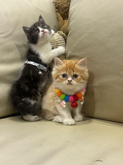 สก็อตติช โฟลด์ (Scottish Fold) แมวสก๊อตติสแท้💯 (มีอะไรแลกเสนอได้)