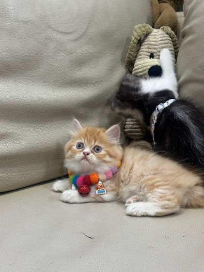 แมวสก๊อตติสแท้💯 (มีอะไรแลกเสนอได้) รูปที่ 3