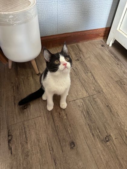 สก็อตติช โพลด์ รูปที่ 8