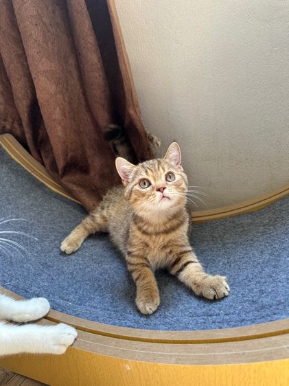 สก็อตติช โพลด์ รูปที่ 5