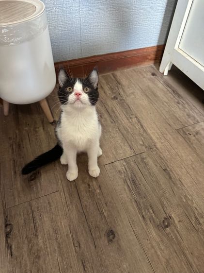 สก็อตติช โพลด์ รูปที่ 7