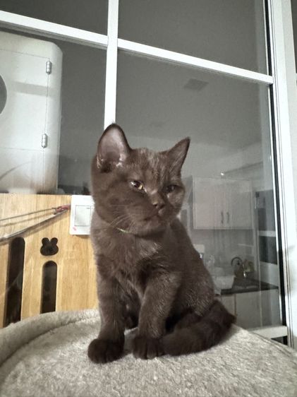 บริติช ช๊อตแฮร์ รูปที่ 9