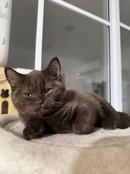 บริติช ชอร์ตแฮร์ (British Shorthair) บริติช ช๊อตแฮร์