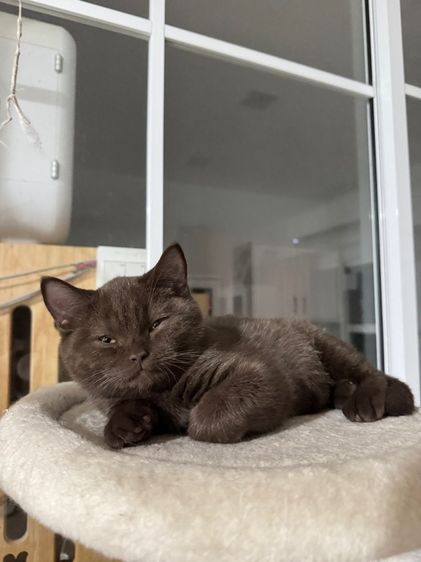 บริติช ช๊อตแฮร์ รูปที่ 8