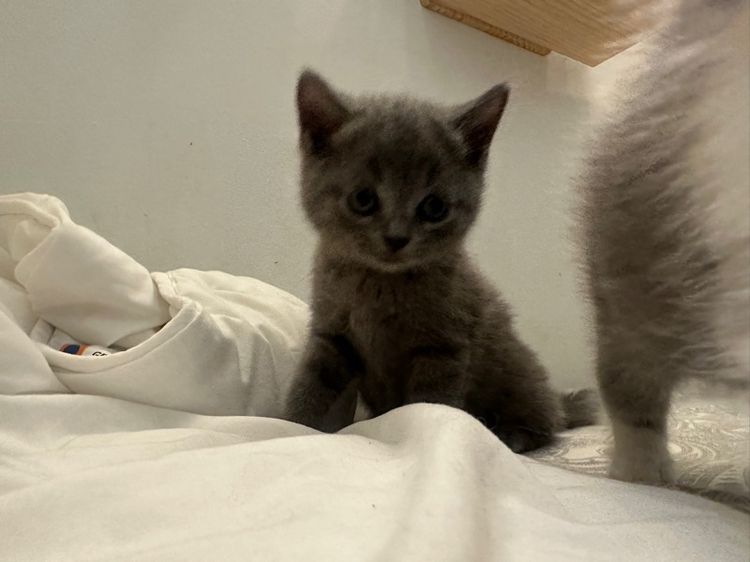 สก็อตติช หูตั้ง  รูปที่ 8