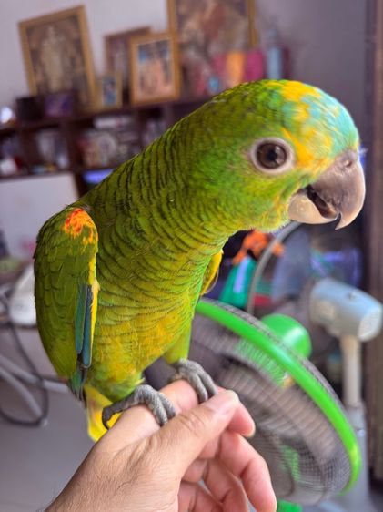 อเมซอนบูลฟร้อน