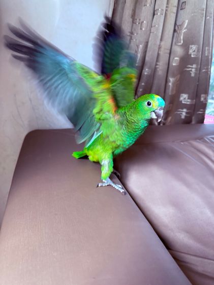 อเมซอนบูลฟร้อน รูปที่ 2