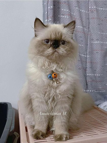 แมวเปอร์เซียผสมบริติช รูปที่ 4