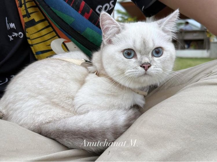 แมวเปอร์เซียผสมบริติช รูปที่ 3