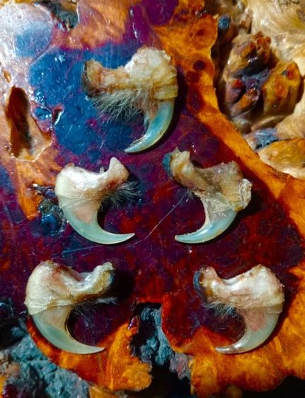 แท้เก่าโบราณสภาพเยี่ยม รูปที่ 7