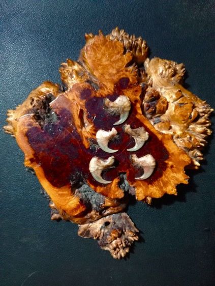 แท้เก่าโบราณสภาพเยี่ยม รูปที่ 5