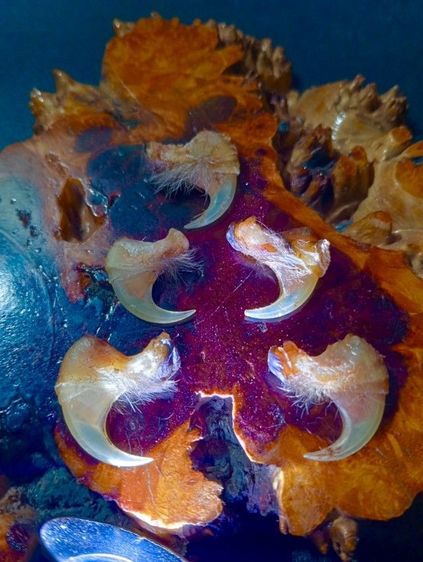 แท้เก่าโบราณสภาพเยี่ยม รูปที่ 6