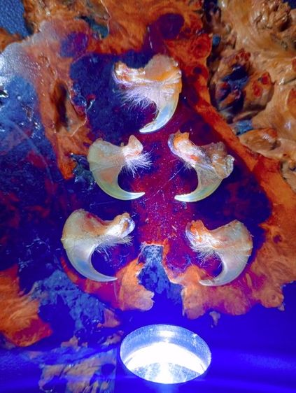 แท้เก่าโบราณสภาพเยี่ยม รูปที่ 3