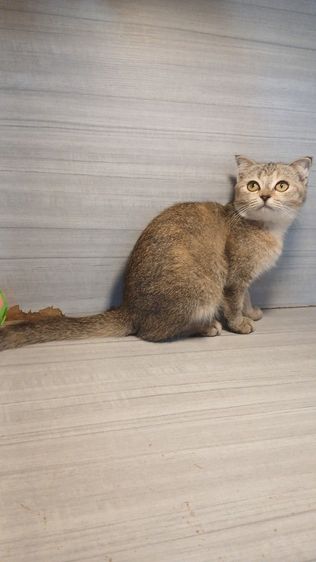 แมวสก้อตติชเพศเมียรายระเอียดถามเพิ่มเติมได้คะ รูปที่ 9