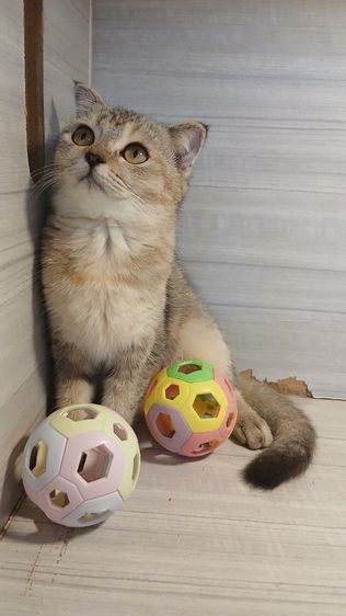 แมวสก้อตติชเพศเมียรายระเอียดถามเพิ่มเติมได้คะ รูปที่ 5