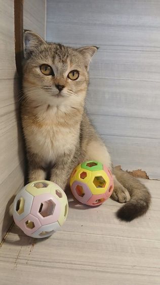 แมวสก้อตติชเพศเมียรายระเอียดถามเพิ่มเติมได้คะ รูปที่ 4