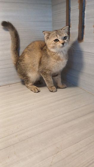 แมวสก้อตติชเพศเมียรายระเอียดถามเพิ่มเติมได้คะ รูปที่ 12