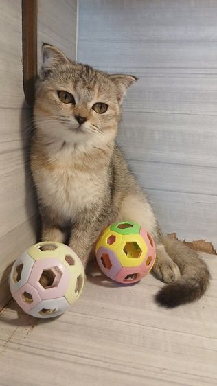 แมวสก้อตติชเพศเมียรายระเอียดถามเพิ่มเติมได้คะ รูปที่ 3