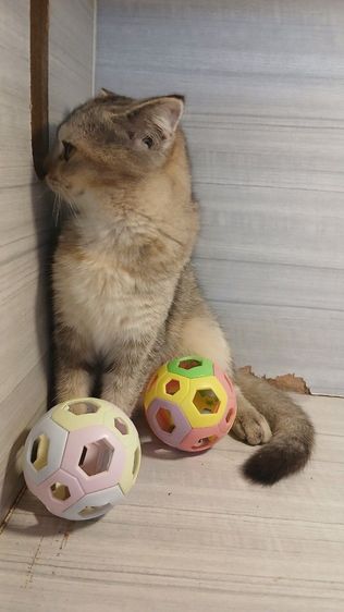 แมวสก้อตติชเพศเมียรายระเอียดถามเพิ่มเติมได้คะ รูปที่ 6