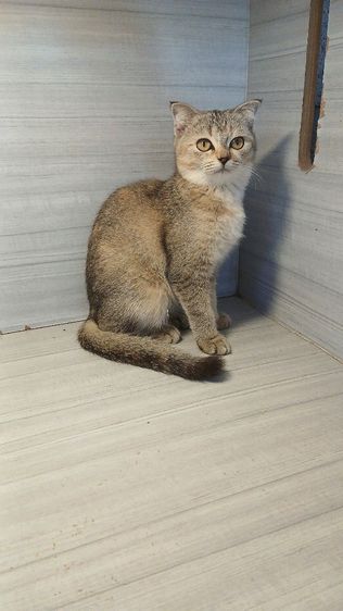 แมวสก้อตติชเพศเมียรายระเอียดถามเพิ่มเติมได้คะ