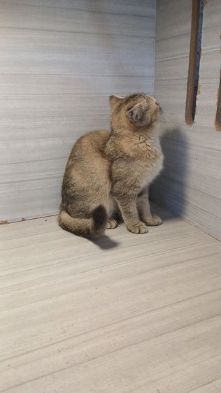 แมวสก้อตติชเพศเมียรายระเอียดถามเพิ่มเติมได้คะ รูปที่ 11