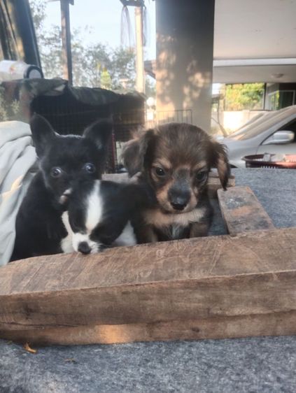 สามหนุ่มสามมุม รูปที่ 18