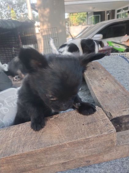 สามหนุ่มสามมุม