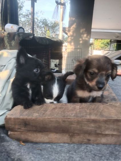 สามหนุ่มสามมุม รูปที่ 10