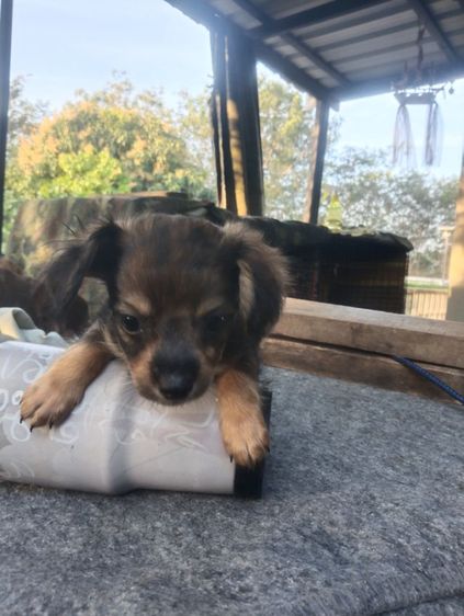 สามหนุ่มสามมุม รูปที่ 9