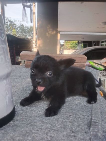 สามหนุ่มสามมุม รูปที่ 3