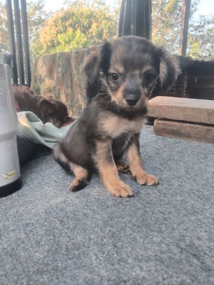 สามหนุ่มสามมุม รูปที่ 11