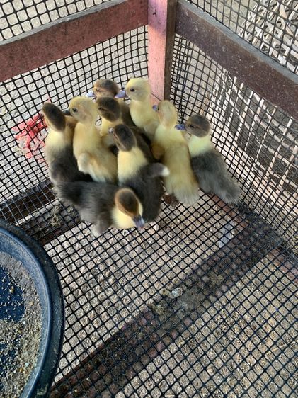 เป็ดเทศ รูปที่ 3