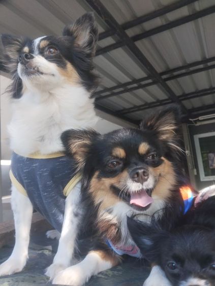 รักส..ชิวา..ชิปะใจเกินร้อย.. รูปที่ 12