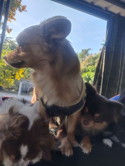 รักส..ชิวา..ชิปะใจเกินร้อย.. รูปที่ 2