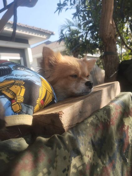 รักส..ชิวา..ชิปะใจเกินร้อย.. รูปที่ 13