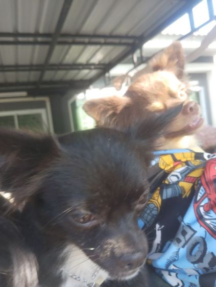 รักส..ชิวา..ชิปะใจเกินร้อย.. รูปที่ 5