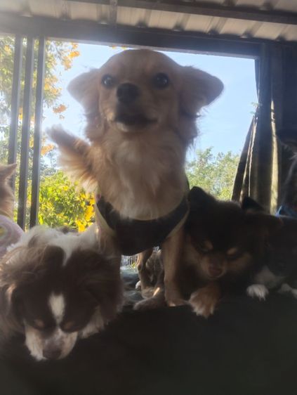 รักส..ชิวา..ชิปะใจเกินร้อย.. รูปที่ 3