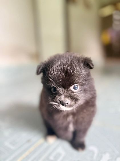 ปอมแท้ ชาย มี2ตัว กำลังน่ารัก