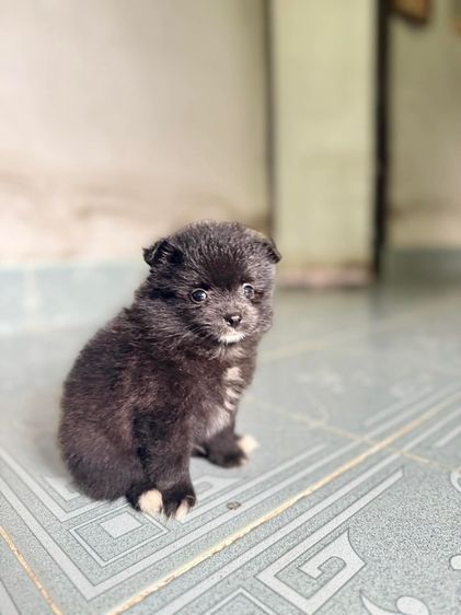 ปอมแท้ ชาย มี2ตัว กำลังน่ารัก รูปที่ 2