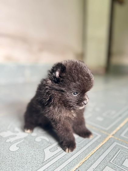 ปอมแท้ ชาย มี2ตัว กำลังน่ารัก รูปที่ 4