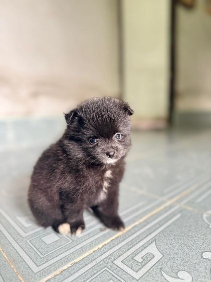 ปอมแท้ ชาย มี2ตัว กำลังน่ารัก รูปที่ 3