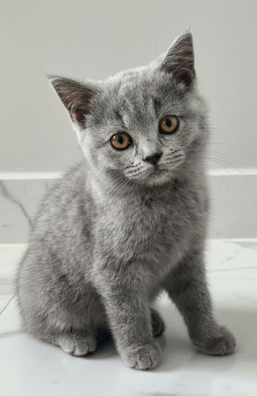 เด็กหญิง British shorthair อายุ 3 เดือน รูปที่ 2