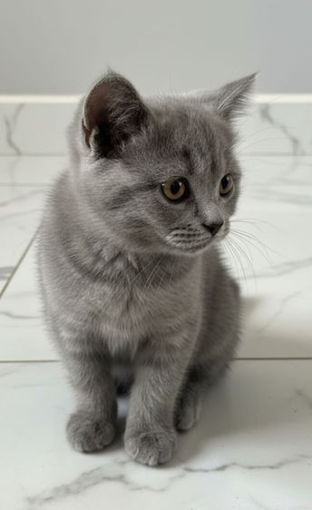 เด็กหญิง British shorthair อายุ 3 เดือน รูปที่ 3