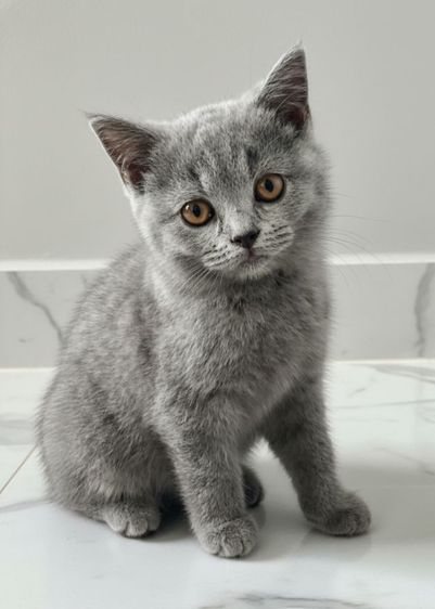 เด็กหญิง British shorthair อายุ 3 เดือน รูปที่ 5