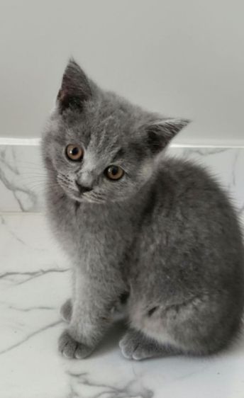 เด็กหญิง British shorthair อายุ 3 เดือน