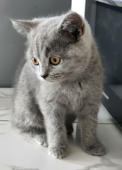 เด็กหญิง British shorthair อายุ 3 เดือน รูปที่ 4
